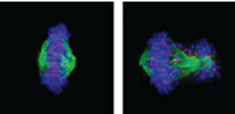 Chromosome segregation