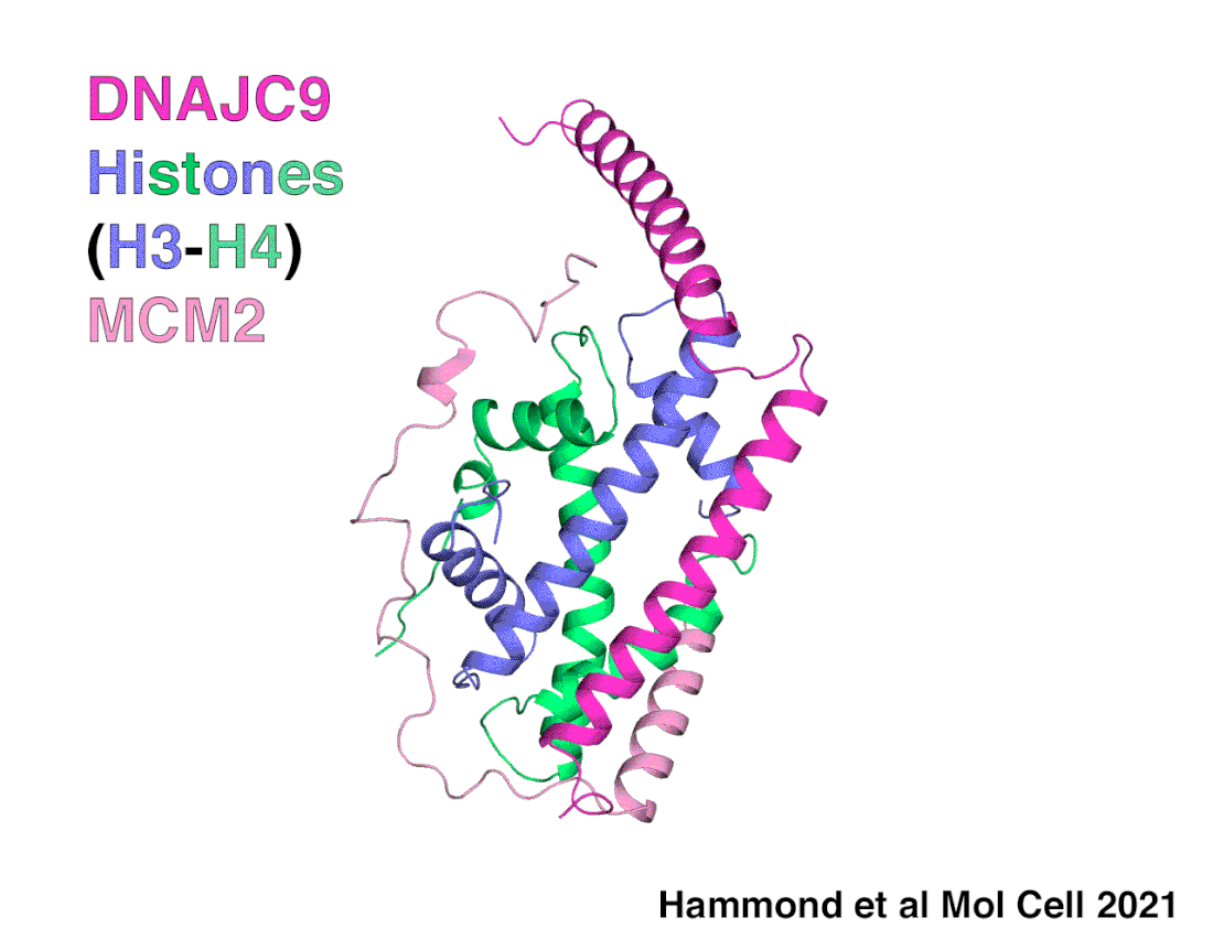 DNAJC9 delivering histones to the histone chaperone protein MCM2