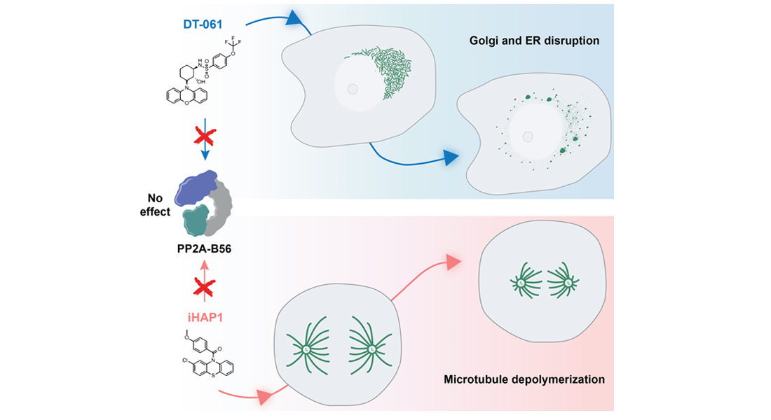 The small compounds DT-061 and iHAP1 kill cells by affecting two different cellular systems