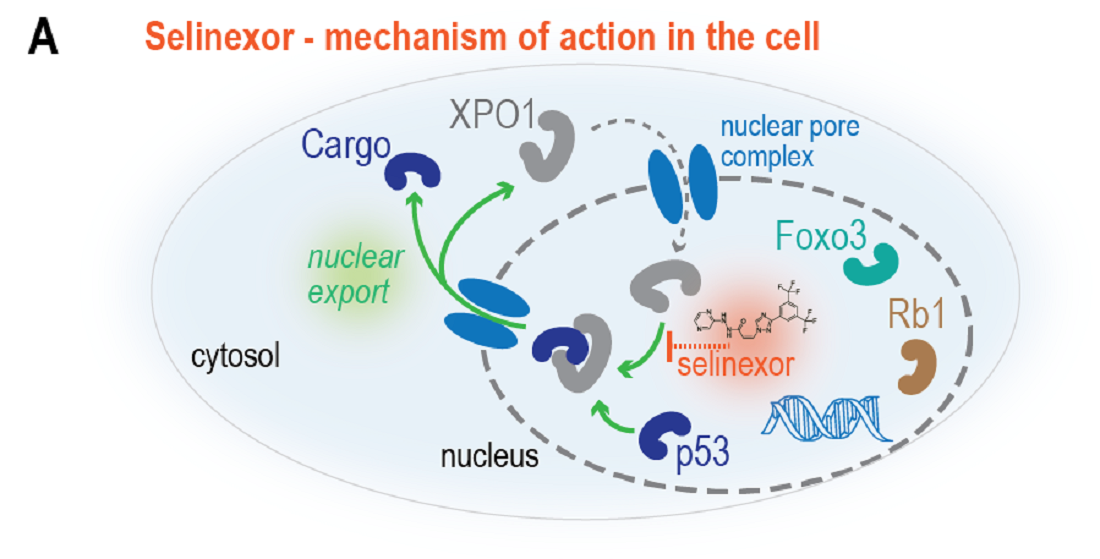 Selinexor - mechanism of action in human cells