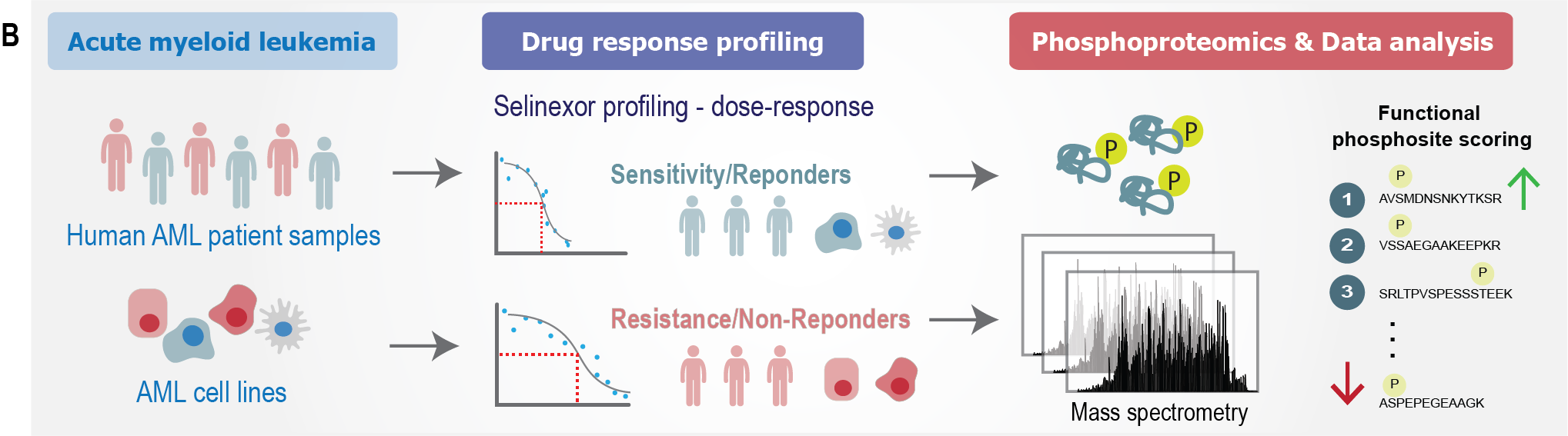 Experimental workflow for analysis of AML patients