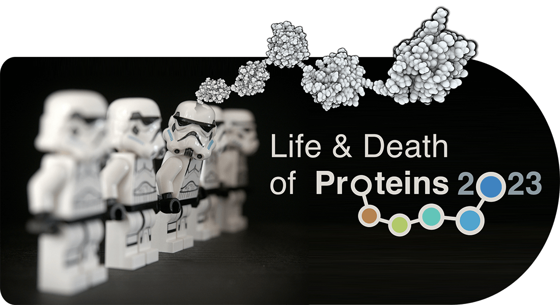 Life & Death of Proteins