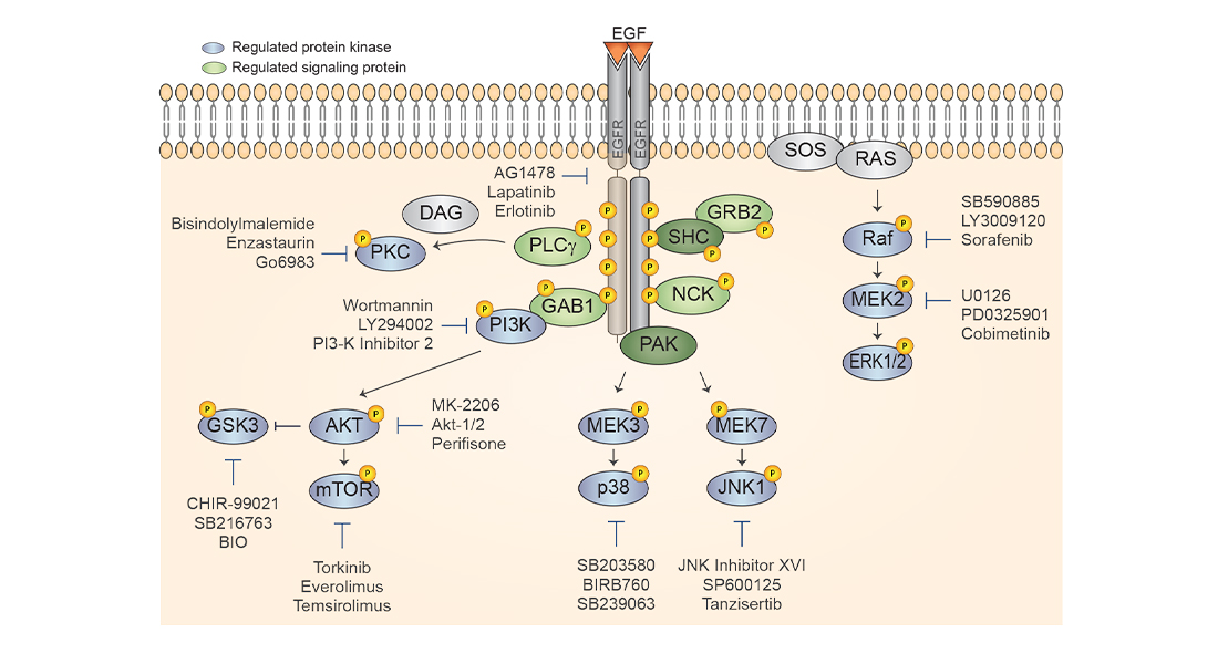 Kinase inhibitor screen