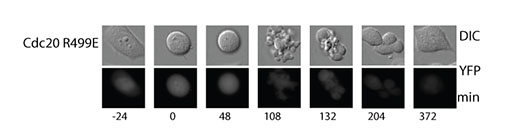 Failure in mitotic arrest when cells express Cdc20 R499E hereby preventing stable MCC binding to the APC/C