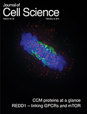 Chromosomes (blue) aligned on the metaphase plate in cells depleted of endogenous KNL1 and complemented with KNL1-YFP (red)