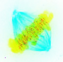 Chromosomes aligned on the metaphase plate with Bub1(red) on kinetochores. Chromosomes aligned on the metaphase plate with Bub1 on kinetochores.