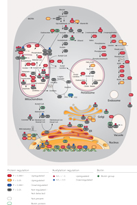 The cellular consequences during biotin starvation