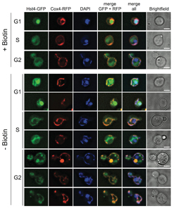 Hst4p translocates to mitochondria upon biotin deprivation