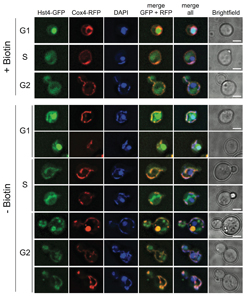 Hst4p translocates to mitochondria upon biotin deprivation Hst4p translocates to mitochondria upon biotin deprivation